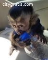 weeks  Old Capuchin Monkey