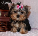 Well Tammed Yorkshire Terrier Puppies Fo