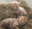 Well Trained Big Cats For Sale
