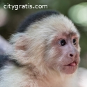 Well Trained Capuchin Monkey for Free A