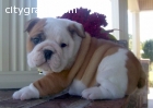 Well Trained English Bulldog Puppies