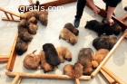 Well-Trained males/Females Tibetan Masti