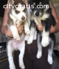 well trained siberian husky puppies