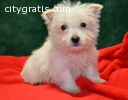 West Highland Terrier puppies for sale