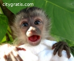 White and brown baby Capuchin monkeys