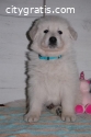 White Swiss Shepherd puppies