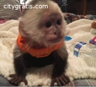 Wonderful Capuchin Monkey for.