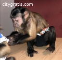 Wonderful Lovely Capuchin monkey availab