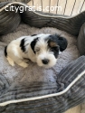 Yorkie Puppies Available