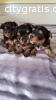 Yorkie puppies for adoption