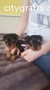 Yorkie puppies for adoption