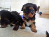 yorkie puppies for adoption