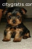 Yorkie Puppies Males & Females