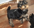 YORKSHIRE TERRIER PUPPIES-Miniture Ready