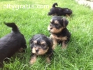 Yorkshire Terrier puppies