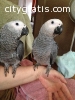 young parrots for good homes